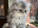 Ali - Persian Cat For Sale - Fort Worth&comma; TX&comma; US
