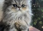 Blue - Persian Cat For Sale - Fort Worth&comma; TX&comma; US