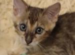 F4SBT Male Savannah - Savannah Cat For Sale - Franklin&comma; NC&comma; US