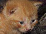 FREE adorable kittens - Domestic Cat For Sale - New Holland&comma; PA&comma; US