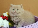 Yummy - British Shorthair Cat For Sale - Miami&comma; FL&comma; US