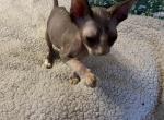 Male Long Leg Bambino Boots - Sphynx Cat For Sale - FL&comma; US