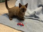 Angus  PENDING - Munchkin Cat For Sale - FL&comma; US
