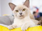 Centurion - Burmese Cat For Sale - Pembroke Pines&comma; FL&comma; US