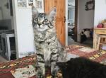 Rosie - Maine Coon Cat For Sale - Van Horne&comma; IA&comma; US