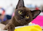 Cornelius - Burmese Cat For Sale - Pembroke Pines&comma; FL&comma; US