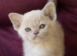 Lulumelon - Burmese Cat For Sale - Pembroke Pines&comma; FL&comma; US