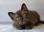 Hesus - Burmese Cat For Sale - Pembroke Pines&comma; FL&comma; US