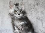 Cosmo - Maine Coon Cat For Sale - Hollywood&comma; FL&comma; US