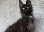 Chukchi - Maine Coon Cat For Sale - Hollywood&comma; FL&comma; US