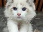 Alex - Ragdoll Cat For Sale - Miami&comma; FL&comma; US