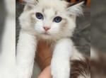 Amigo - Ragdoll Cat For Sale - Miami&comma; FL&comma; US