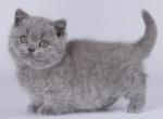 Fenuil - Munchkin Cat For Sale - Pembroke Pines&comma; FL&comma; US