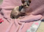 Cleo - Sphynx Cat For Sale - FL&comma; US