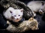 Snow and Rosette Bengal Kittens - Bengal Kitten For Sale - Phoenix&comma; AZ&comma; US