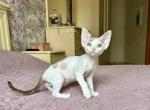 Malvina - Devon Rex Cat For Sale - Norwalk&comma; CT&comma; US