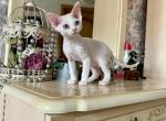 Magitel - Devon Rex Cat For Sale - Norwalk&comma; CT&comma; US
