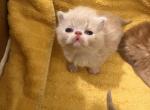 River - Exotic Cat For Sale - TN&comma; US