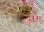 Hazel - Exotic Cat For Sale - TN&comma; US