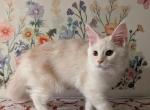 Mary - Maine Coon Cat For Sale - Staten Island&comma; NY&comma; US
