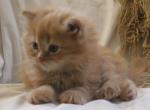 Timmy - Minuet Cat For Sale - Capon Bridge&comma; WV&comma; US