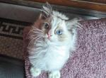 TICA Bicolor Ragdoll Kitten - Ragdoll Cat For Sale - Saint Joseph&comma; MO&comma; US