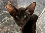 JACK Havana Brown Oriental Shorthair Male - Oriental Cat For Sale - NJ&comma; US