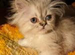 Snuggly Lynx Point Himalayan CFA Registered Kitten - Himalayan Cat For Sale - Perry&comma; FL&comma; US