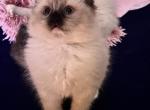 Kats Ravishing Ragdoll kittens - Ragdoll Cat For Sale - Lancaster&comma; PA&comma; US