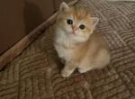 Goldy - British Shorthair Cat For Sale - Brooklyn&comma; NY&comma; US