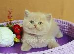 Agata - British Shorthair Cat For Sale - Brooklyn&comma; NY&comma; US