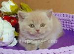 Anechka - British Shorthair Cat For Sale - Brooklyn&comma; NY&comma; US