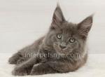 Eclair - Maine Coon Cat For Sale - Brooklyn&comma; NY&comma; US