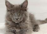 Everest - Maine Coon Cat For Sale - Brooklyn&comma; NY&comma; US
