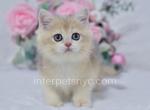 Xanti - British Shorthair Cat For Sale - Brooklyn&comma; NY&comma; US