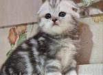 Baron - Scottish Fold Cat For Sale - Brooklyn&comma; NY&comma; US