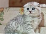 Bars - Scottish Fold Cat For Sale - Brooklyn&comma; NY&comma; US