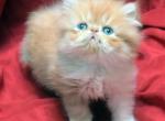 Guava x Mr Cuddles girl - Persian Cat For Sale - Cedar Rapids&comma; IA&comma; US