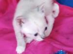 TEACUP Lynxpoint - Colorpoint Shorthair Cat For Sale - Walterboro&comma; SC&comma; US