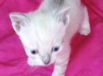 TEACUP SNOWSHOE LYNXPT - Siamese Cat For Sale - Walterboro&comma; SC&comma; US