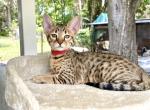 Elijah - Savannah Cat For Sale - Bradenton&comma; FL&comma; US