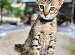 Panther - Savannah Cat For Sale - Bradenton&comma; FL&comma; US