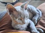 Brady - Devon Rex Cat For Sale - Stanford&comma; MT&comma; US