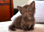 Coco chanel - Munchkin Cat For Sale - Neosho&comma; MO&comma; US