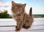 Truffles - Munchkin Cat For Sale - Neosho&comma; MO&comma; US