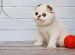Nesquik white with brown ears scottish fold boy - Scottish Fold Cat For Sale - CA&comma; US