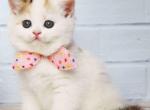 Nina Ricci brown tortie van ears scottish straight - Scottish Straight Cat For Sale - CA&comma; US