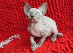 Bessy - Sphynx Cat For Sale - Pembroke Pines&comma; FL&comma; US