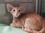 Magnit - Oriental Cat For Sale - Pembroke Pines&comma; FL&comma; US
