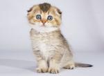 Azalia golden ticked chinchila scottish fold girl - Scottish Fold Cat For Sale - CA&comma; US